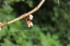 Medinilla malabarica